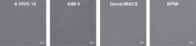 In-Depth Analysis of the Impact of Different Serum-Free Media on the Production of Clinical Grade Dendritic Cells for Cancer Immunotherapy